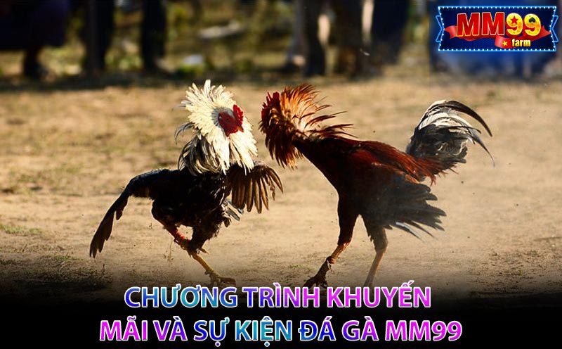Chương trình khuyến mãi và sự kiện Đá Gà MM99