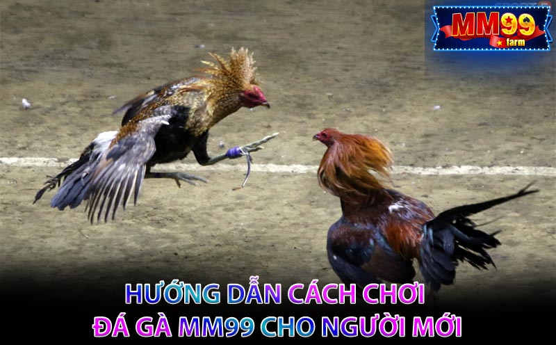 Hướng dẫn cách chơi Đá Gà MM99 cho người mới