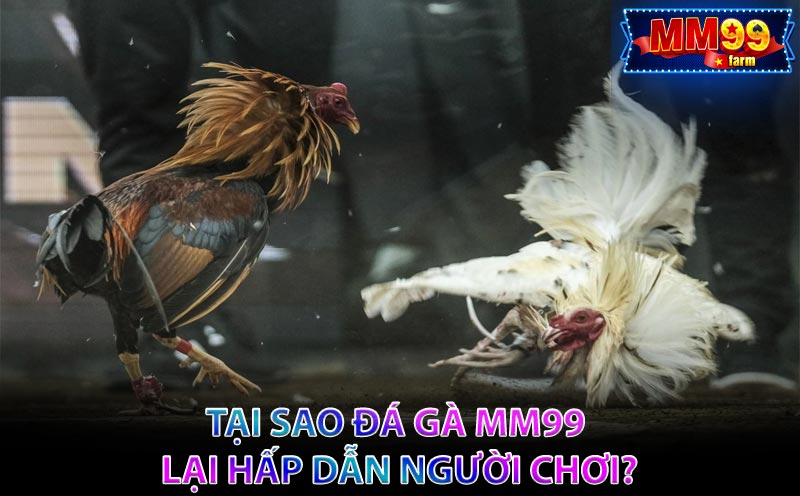 Tại sao Đá Gà MM99 lại hấp dẫn người chơi?