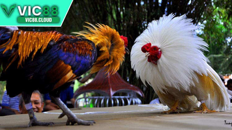 Các chiến lược cược hiệu quả tại Đá Gà VIC88