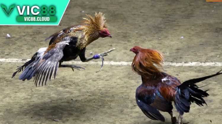 Lời khuyên khi tham gia Đá Gà VIC88