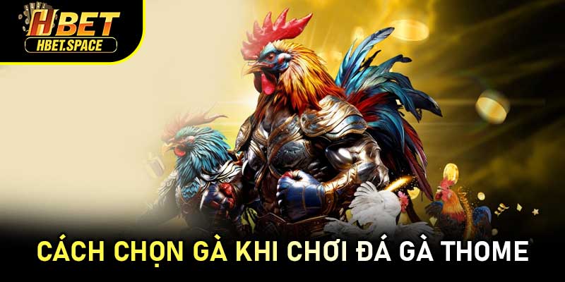 Cách Chọn Gà Khi Chơi Đá Gà Thome