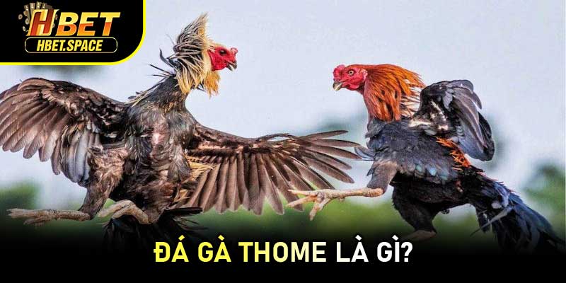 Đá Gà Thome Là Gì